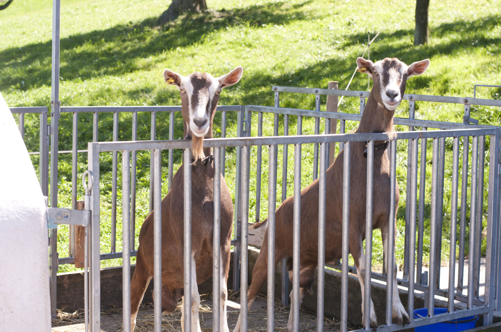 goats say hello