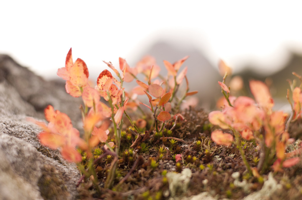 fall color grows on rocks